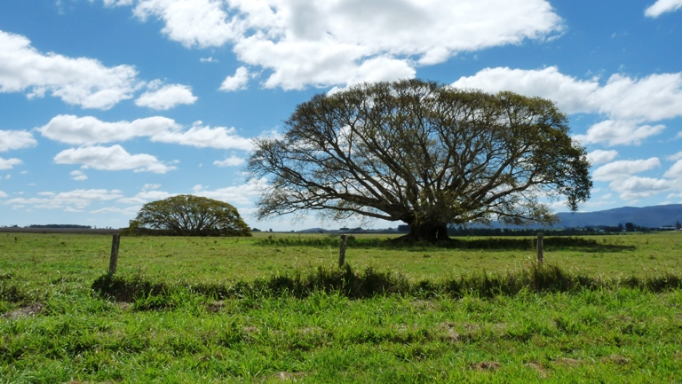 Bäume in den Atherton Tablelands